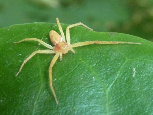 Philodromus sp.